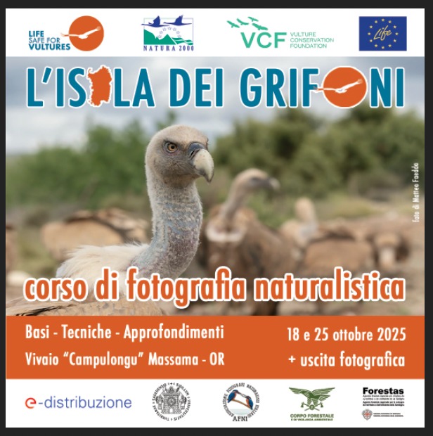Lisola dei Grifoni Locandina